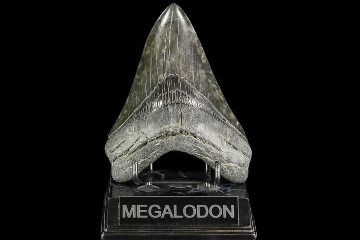 Fossil Megalodon Tooth - Georgia #109380